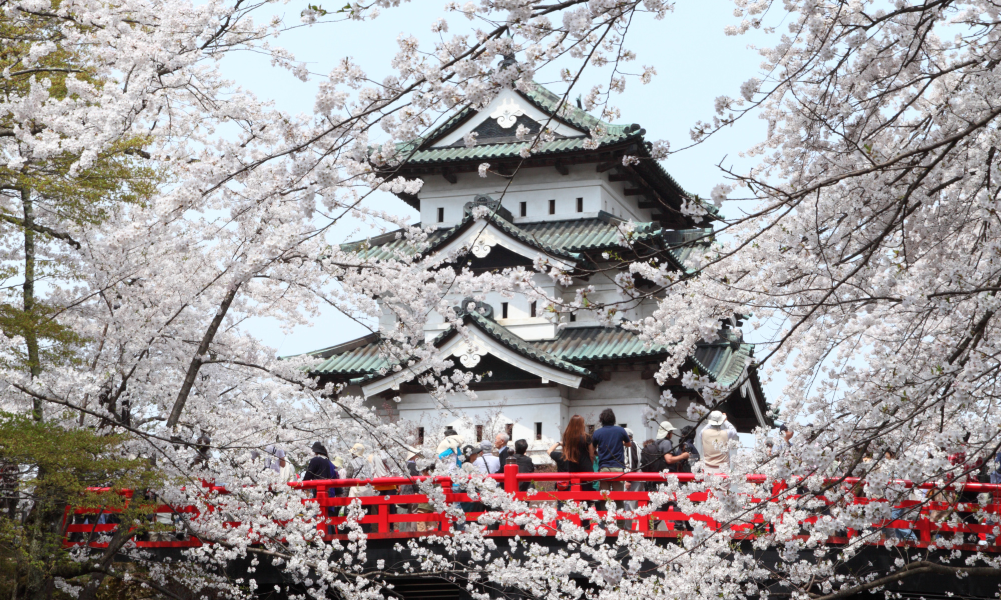 弘前城公園の桜